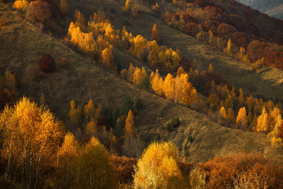 Trees in forest during autumn