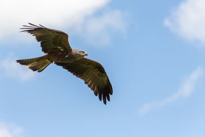 Low angle view of bird flying against sky