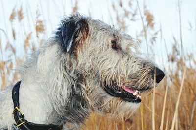 Close-up of dog