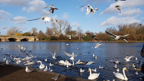 Seagulls flying over lake against sky