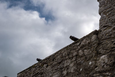 Low angle view of bird perching on rock