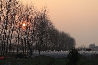 Trees against sky during sunset