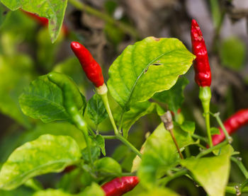 Close-up of red chili peppers on plant