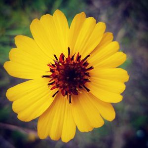 Close-up of yellow cosmos flower blooming outdoors