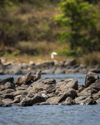 View of birds on rock