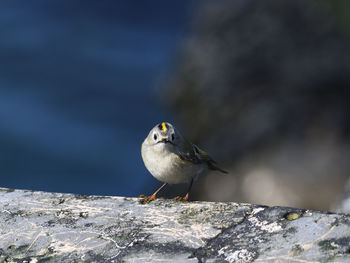 Close-up of bird perching on retaining wall