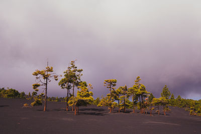 Close-up of tree against sky