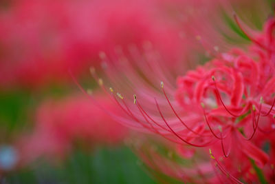 Close-up of pink rose flower