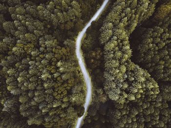 Drone view of curved road amidst trees