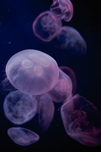 Group of jellyfish in aquarium aurelia aurita