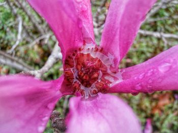 Close-up of pink flower