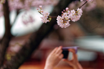 Close-up of flower against blurred background