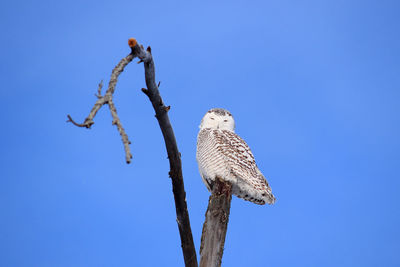 Low angle view of trees against clear blue sky