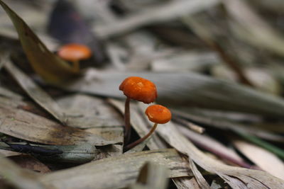 Close-up of orange mushrooms growing outdoors
