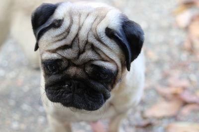 Close-up portrait of dog