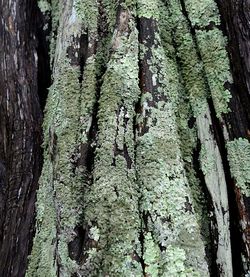 Full frame shot of tree trunk in forest