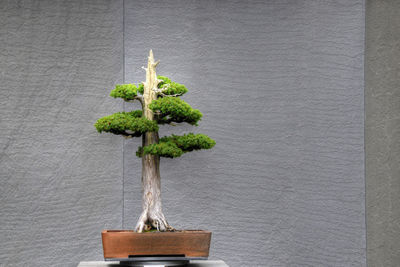 Close-up of plant against wall