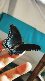 Close-up of butterfly on hand