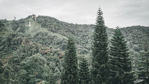 Pine trees in forest against sky