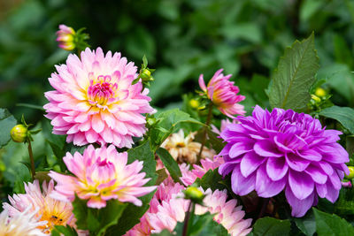 Close-up of pink flowers