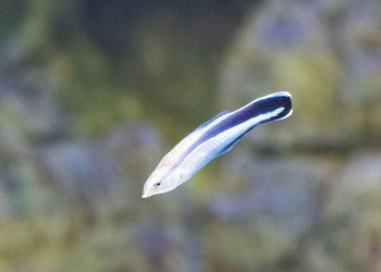 Close-up of bird flying