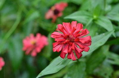 Close-up of red flower