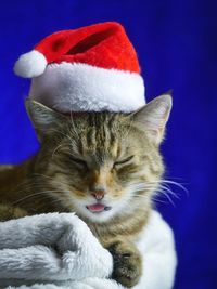 Close-up of white cat with christmas lights