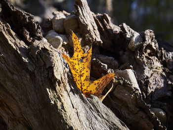 Close-up of yellow lizard on tree trunk