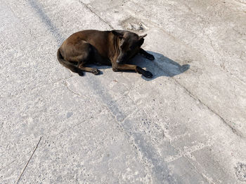 High angle view of dog resting on street