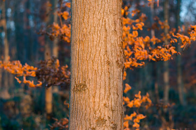 Close-up of tree trunk in forest during autumn