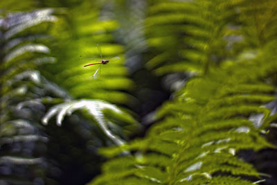 Close-up of dragonfly flying by fern