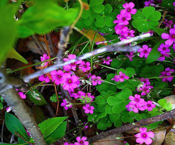 High angle view of pink flowering plants