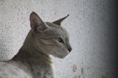 Close-up of cat by wall