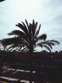 Low angle view of palm trees against sky