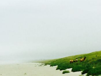 Sheep grazing on field