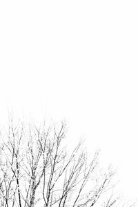 Low angle view of bare tree against clear sky