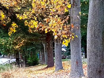 Trees and yellow leaves in park during autumn