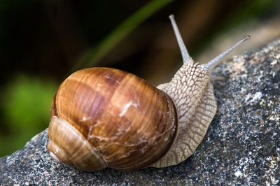 Close-up of snail on rock