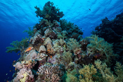 Colourful reef of the red sea 