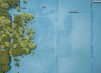 Aerial view of trees on frozen land