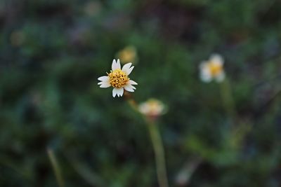 Close-up of white flowering plant