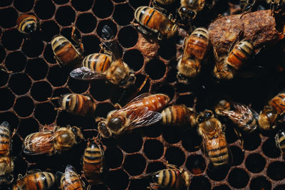 Close-up of bees