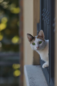 Close-up of cat