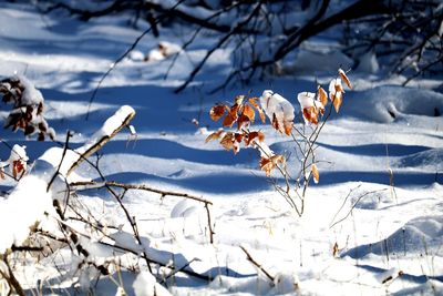 Snow covered plants on field during winter