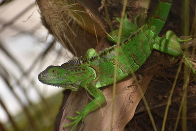 Close-up of lizard on leaf