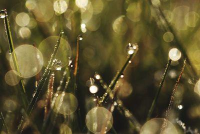 Low angle view of wet tree branches