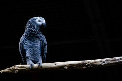 Close-up of parrot perching on branch