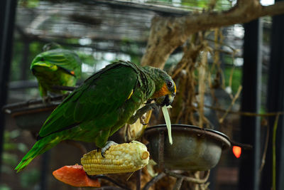 Close-up of parrot perching on leaf