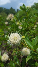 Close-up of flower blooming outdoors