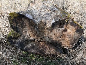 Close-up of tree trunk on field